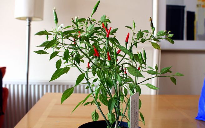 Chili Plant